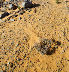  old fossil in  the desert of morocco sahara and rock  stone sky