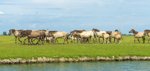 Herd of wild horses running along a river in summer
