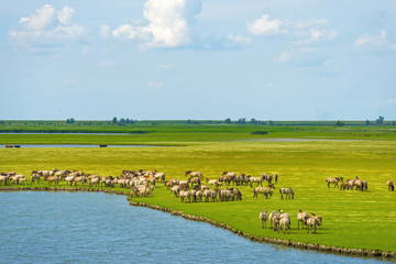 Fototapeta na wymiar Herd of wild horses running along a river in summer