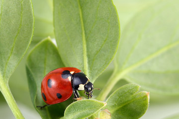 Ladybug on leaf