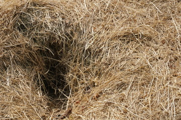 Trockenes Gras - Textur