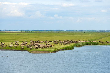 Herd of wild horses running along a river in summer