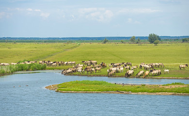 Herd of wild horses running along a river in summer