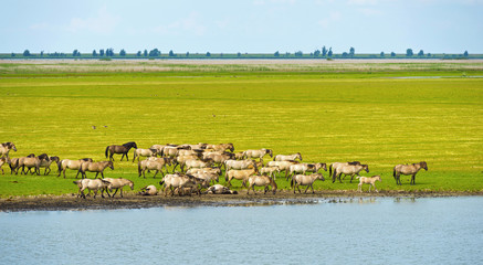 Herd of wild horses running along a river in summer © Naj