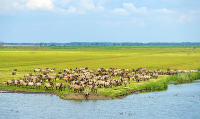 Herd of wild horses running along a river in summer © Naj