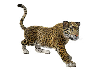 Naklejka premium Big Cat Jaguar
