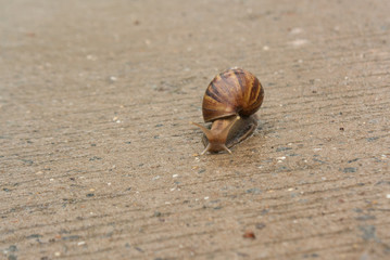 Snail climb onto the concrete floor.