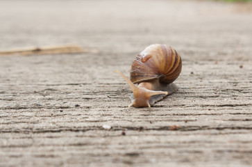 Snail crawling slowly on the concrete floor.