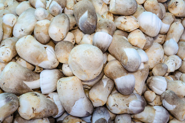pile of sajor-caju mushroom in wicker basket for sale in local market in thailand