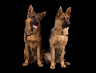 Berger allemand en studio sur fond noir