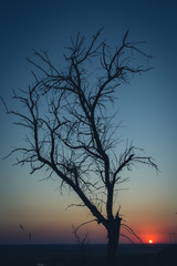 Tree silhouette  at sunset 