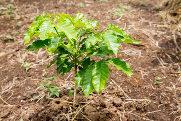 coffee tree,sapling