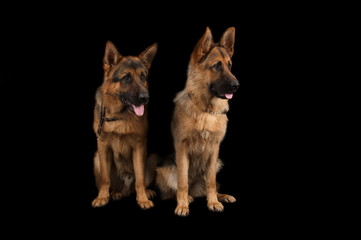 Berger allemand en studio sur fond noir