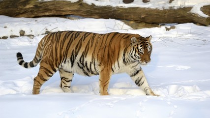 Fototapeta na wymiar Ussuri tiger