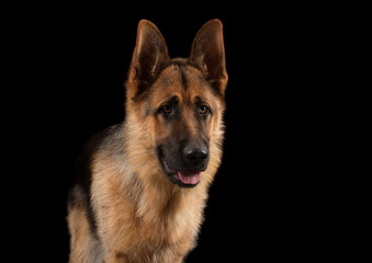 Berger allemand en studio sur fond noir