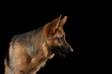 Berger allemand en studio sur fond noir