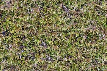 Green Moss. Seamless Tileable Texture.