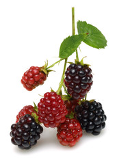 Blackberry