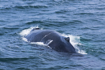 Fototapeta premium Whale watching.
