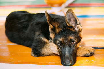 Close Up Young German Shepherd Dog Puppy