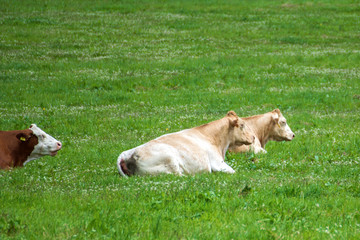 Naklejka na ściany i meble Three cows lying on pasture