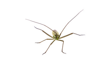 Insect with long antennae on a white background