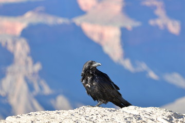 Fototapeta premium Corbeau posé sur un rocher, Grand Canyon, Arizona
