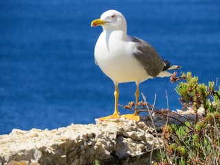Fototapeta premium seagull