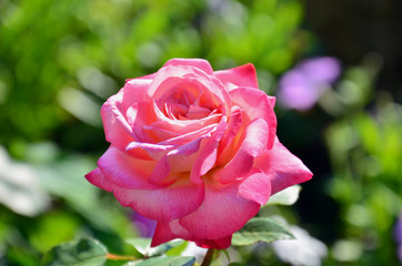 A bright pink rose