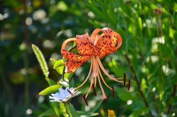 One orange color royal lily