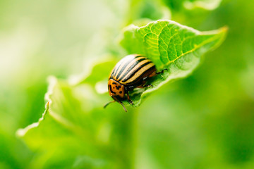Macro shoot of potato bug on leaf