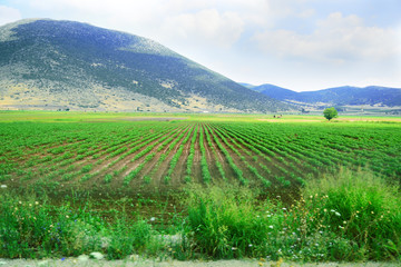 Fototapeta premium Watering fields agriculture