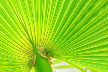Green palm tree leaf  background