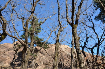 dry tree