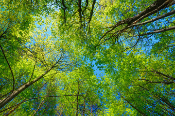 Fototapeta premium Sunny Canopy Of Tall Trees. Sunlight In Deciduous Forest, Summer