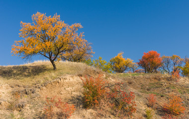Wild apricot trees on a hill at autumn season in central Ukraine