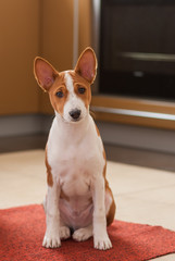 Indoor portrait of little basenji puppy sitting on the kitchen and waiting for master