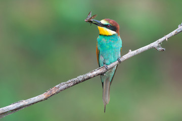 European bee-eater with insect prey