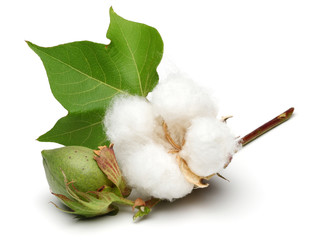 Cotton - 87719016