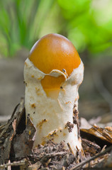 Young fruit body of Caesar's mushroom (Amanita caesarea)