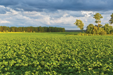 Fototapeta na wymiar Potato field in the evening. Kaluga region of Russia