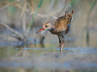 Juvenile water rail