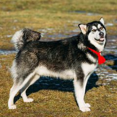 Beautiful Alaskan Malamute Dog Outdoor 