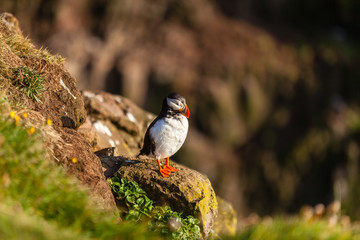 Atlantic puffin in Western Iceland