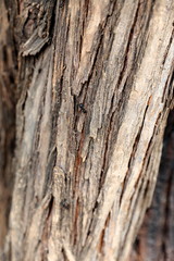 abstract of tree bark with moving ants