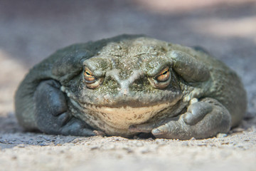 bull frog close up portrait