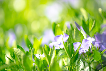 Spring flowers macro