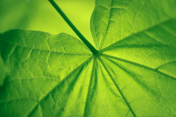 green leaf background