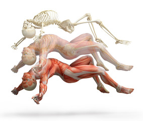 anatomy, muscles © adimas