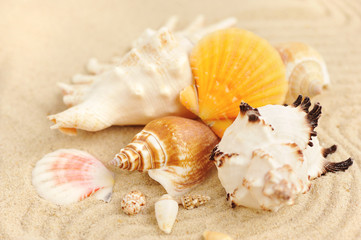 Sea shells on sandy beach